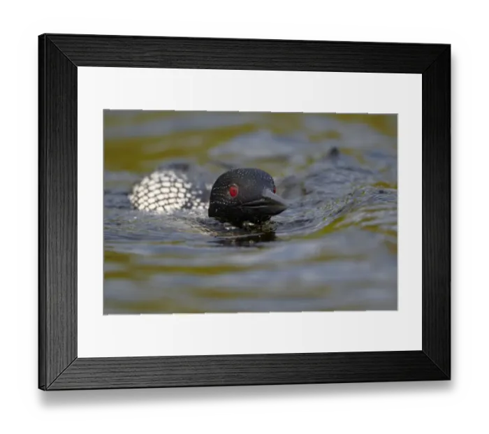 Framed Print : Great Northern Diver (Gavia immer) adult, summer plumage, swimming low in water on lake, North Michigan, U. S. A. june Framed Print : Great Northern Diver (Gavia immer) adult, summer plumage, swimming low in water on lake, North Michigan, U. S. A. june