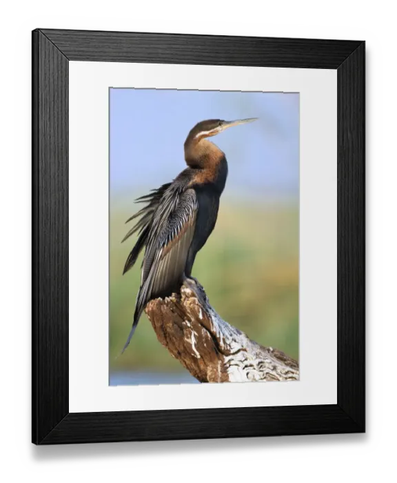 Framed Print : African Darter (Anhinga rufa) adult, standing on log, basking in early morning sunshine, Chobe N. P. Botswana Framed Print : African Darter (Anhinga rufa) adult, standing on log, basking in early morning sunshine, Chobe N. P. Botswana