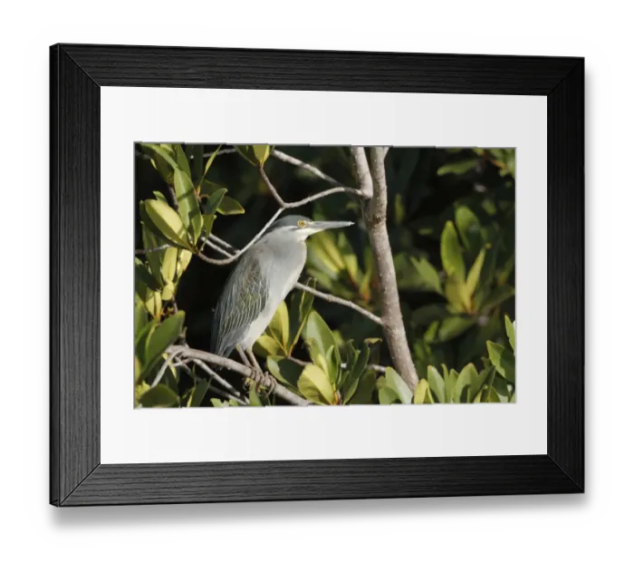 Framed Print : Striated Heron (Butorides striatus) adult, perched on mangrove branch, Gambia, january Framed Print : Striated Heron (Butorides striatus) adult, perched on mangrove branch, Gambia, january