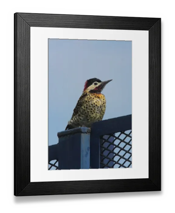 Framed Print : Green-barred Woodpecker (Colaptes melanochloros) adult, perched on metal gate, Vicente Lopez, Buenos Aires Province, Argentina, april Framed Print : Green-barred Woodpecker (Colaptes melanochloros) adult, perched on metal gate, Vicente Lopez, Buenos Aires Province, Argentina, april
