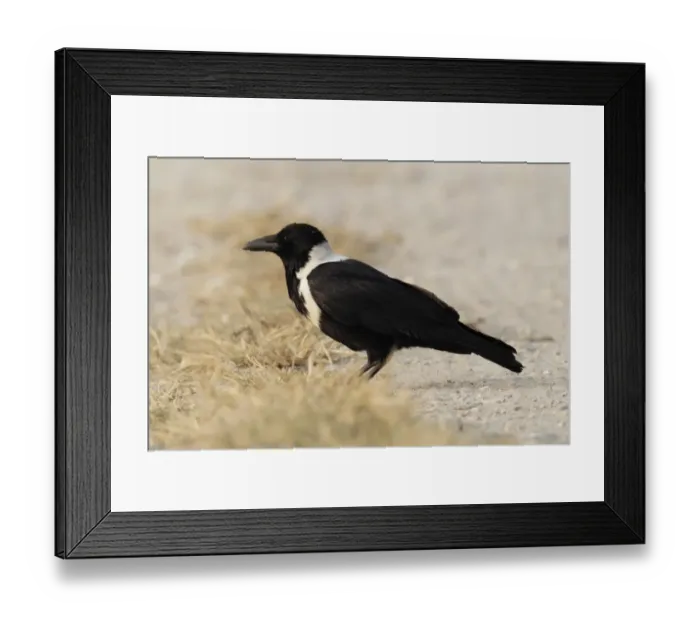 Framed Print : Collared Crow (Corvus torquatus) adult, standing on dry fishpond bank, Tai Sang Wai, Hong Kong, China, december Framed Print : Collared Crow (Corvus torquatus) adult, standing on dry fishpond bank, Tai Sang Wai, Hong Kong, China, december