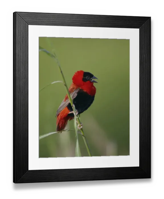 Framed Print : Northern Red Bishop (Euplectes franciscanus) adult male, displaying, perched on grass stem, Senegal, october Framed Print : Northern Red Bishop (Euplectes franciscanus) adult male, displaying, perched on grass stem, Senegal, october