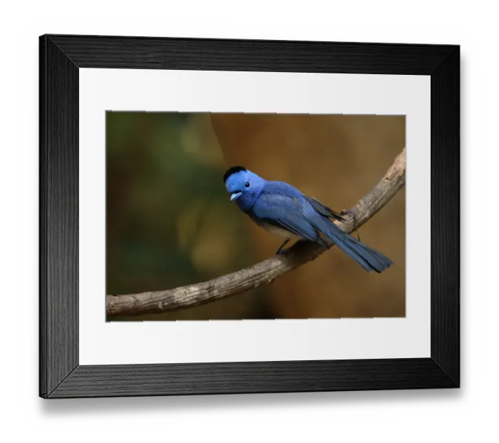 Framed Print : Black-naped Monarch (Hypothymis azurea styani) adult male, with nuchal tuft raised, perched on vine stem, Kaeng Krachan N. P. Thailand, february Framed Print : Black-naped Monarch (Hypothymis azurea styani) adult male, with nuchal tuft raised, perched on vine stem, Kaeng Krachan N. P. Thailand, february