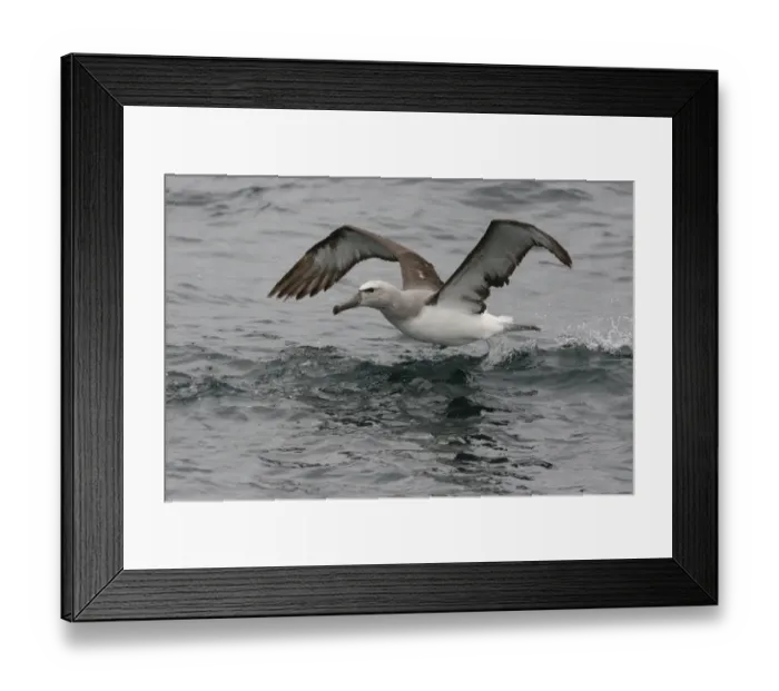 Framed Print : Salvin's Albatross (Thalassarche salvini) immature, taking off from sea, off Quintero, Chile, november Framed Print : Salvin's Albatross (Thalassarche salvini) immature, taking off from sea, off Quintero, Chile, november