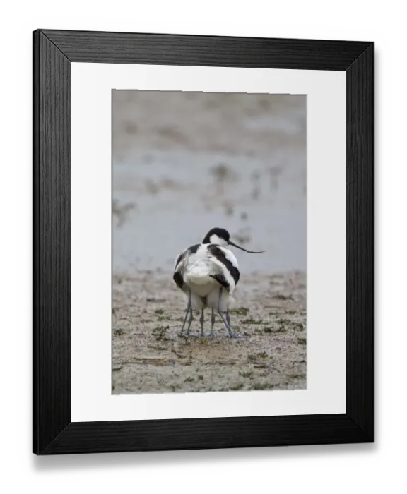 Framed Print : Eurasian Avocet (Recurvirostra avocetta) adult, with two chicks sheltered underneath, Minsmere RSPB Reserve, Suffolk, England, june Framed Print : Eurasian Avocet (Recurvirostra avocetta) adult, with two chicks sheltered underneath, Minsmere RSPB Reserve, Suffolk, England, june