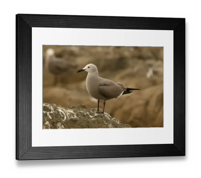 Framed Print : Grey Gull (Leucophaeus modestus) adult, standing on rock, Arica, Northern Chile, november