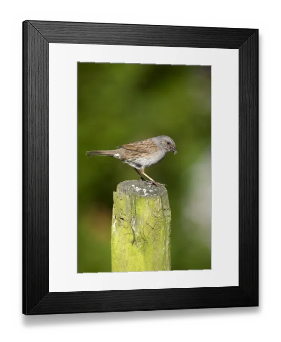 Framed Print : Dunnock (Prunella modularis) adult, with food in beak, perched on post, England, july Framed Print : Dunnock (Prunella modularis) adult, with food in beak, perched on post, England, july