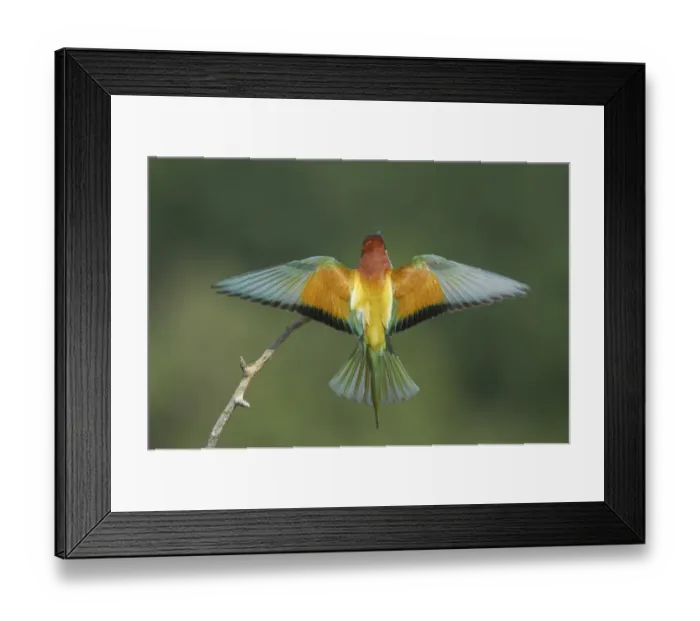Framed Print : European Bee-eater (Merops apiaster) adult, back view, with wings spread, landing on twig, Hungary Framed Print : European Bee-eater (Merops apiaster) adult, back view, with wings spread, landing on twig, Hungary