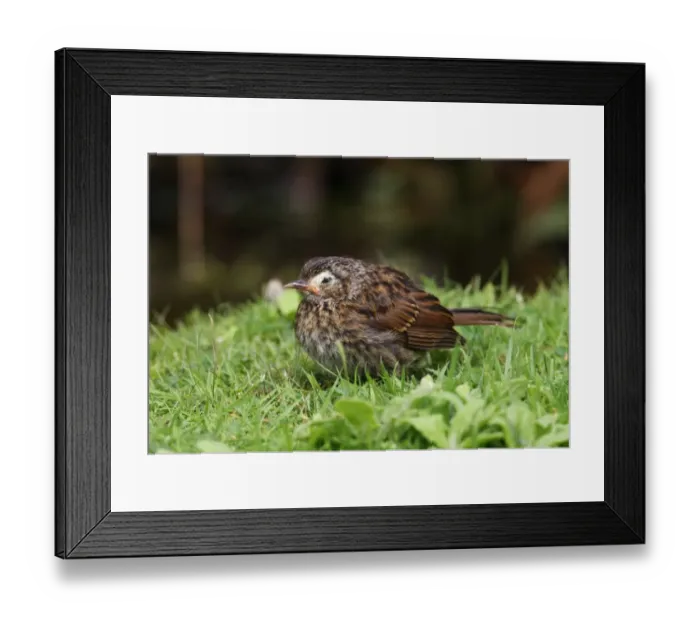 Framed Print : Dunnock (Prunella modularis) immature, with diseased skin around eye, standing on grass, Norfolk, England, august