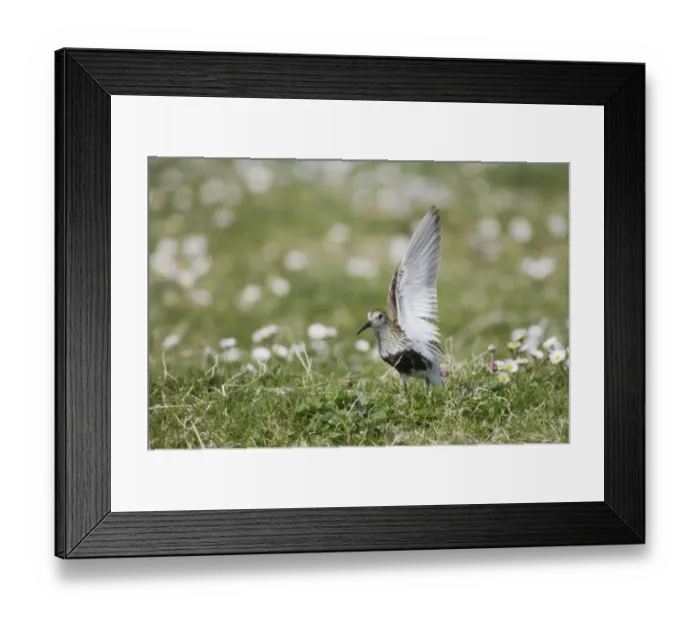 Framed Print : Dunlin (Calidris alpina) adult male, summer plumage, displaying, South Uist, Outer Hebrides, Scotland Framed Print : Dunlin (Calidris alpina) adult male, summer plumage, displaying, South Uist, Outer Hebrides, Scotland