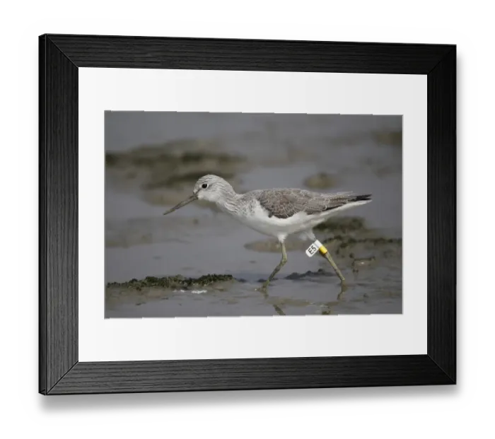 Framed Print : Common Greenshank (Tringa nebularia) adult, with leg flags, walking in shallow water on mudflat, Deep Bay, Hong Kong, China, january