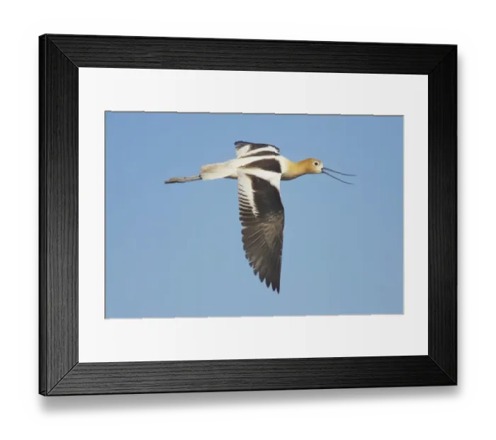 Framed Print : American Avocet (Recurvirostra americana) adult, breeding plumage, calling in flight, Klamath N. W. R. Oregon, U. S. A Framed Print : American Avocet (Recurvirostra americana) adult, breeding plumage, calling in flight, Klamath N. W. R. Oregon, U. S. A