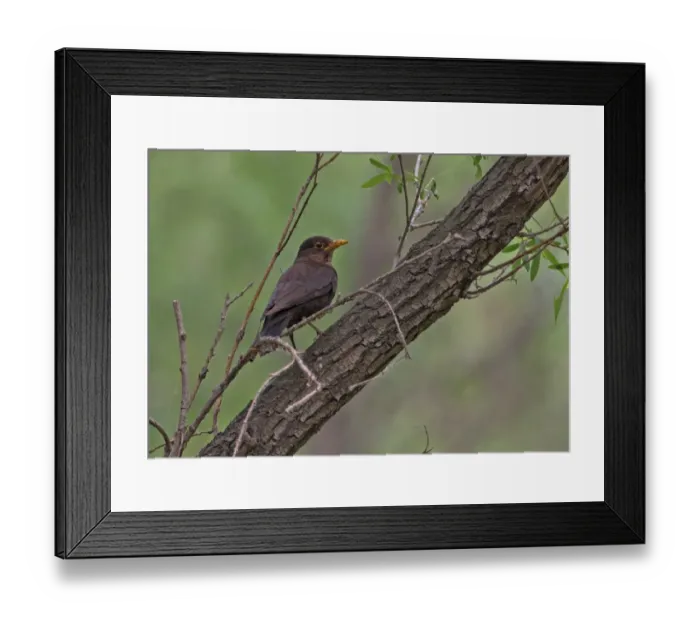 Framed Print : Eurasian Blackbird (Turdus merula mandarinus) adult female, perched on branch, Beidaihe, Hebei, China, may Framed Print : Eurasian Blackbird (Turdus merula mandarinus) adult female, perched on branch, Beidaihe, Hebei, China, may