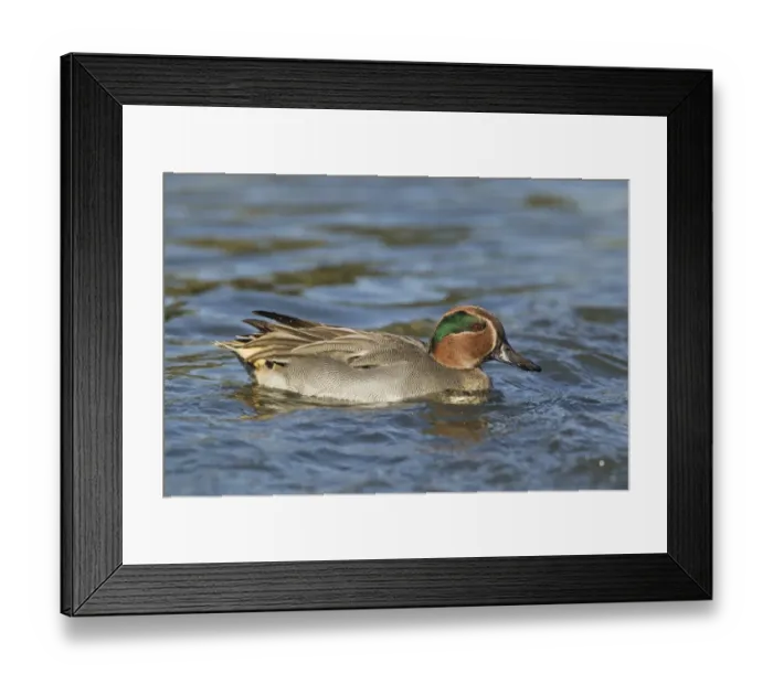 Framed Print : Common Teal (Anas crecca) adult male, swimming, Norfolk, England, october Framed Print : Common Teal (Anas crecca) adult male, swimming, Norfolk, England, october