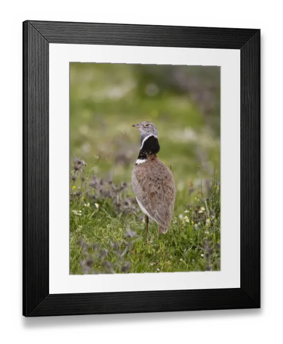 Framed Print : Little Bustard (Tetrax tetrax) adult male, standing, Extremadura, Spain, april Framed Print : Little Bustard (Tetrax tetrax) adult male, standing, Extremadura, Spain, april