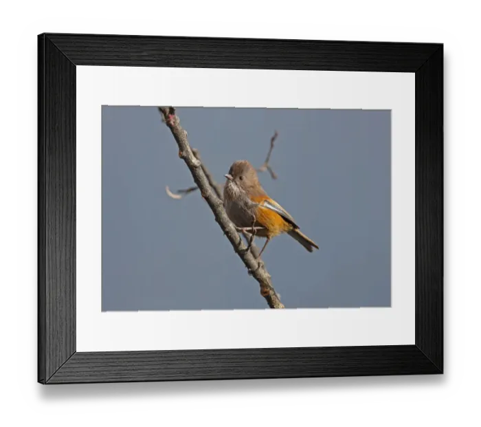 Framed Print : Brown-throated Fulvetta (Alcippe ludlowi) adult, perched on twig, below Sella Pass, Arunachal Pradesh, India, january Framed Print : Brown-throated Fulvetta (Alcippe ludlowi) adult, perched on twig, below Sella Pass, Arunachal Pradesh, India, january