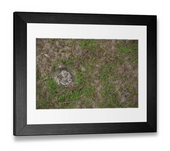 Framed Print : Eurasian Avocet (Recurvirostra avocetta) two day-old chicks, sitting in nest, Norfolk, England, may Framed Print : Eurasian Avocet (Recurvirostra avocetta) two day-old chicks, sitting in nest, Norfolk, England, may