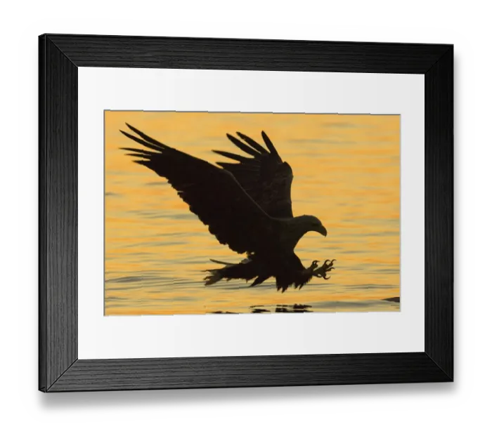 Framed Print : White-tailed Eagle (Haliaeetus albicilla) adult, in flight, swooping over water for fish, silhouetted at sunset, Flatanger, Norway, july