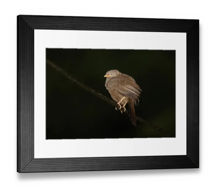 Framed Print : Yellow-billed Babbler (Turdoides affinis taprobanus) endemic race, adult, perched on powerline, Sri Lanka, december Framed Print : Yellow-billed Babbler (Turdoides affinis taprobanus) endemic race, adult, perched on powerline, Sri Lanka, december