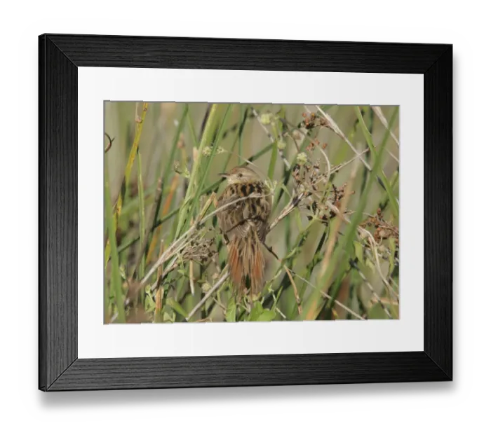 Framed Print : Bay-capped Wren-spinetail (Spartonoica maluroides) adult, perched on stem, Rincon de Cobo, Buenos Aires, Argentina, february Framed Print : Bay-capped Wren-spinetail (Spartonoica maluroides) adult, perched on stem, Rincon de Cobo, Buenos Aires, Argentina, february