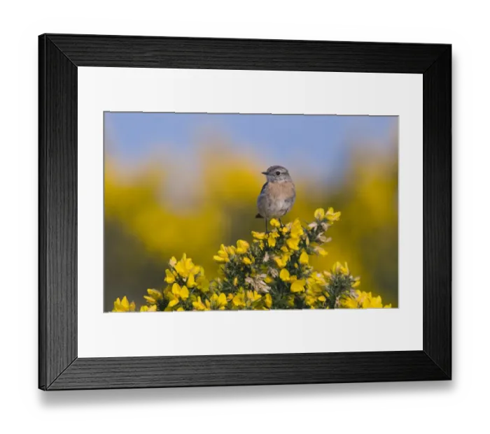 Framed Print : Common Stonechat (Saxicola torquata) adult female, perched on flowering gorse, Kelling Heath, Norfolk, England, april Framed Print : Common Stonechat (Saxicola torquata) adult female, perched on flowering gorse, Kelling Heath, Norfolk, England, april