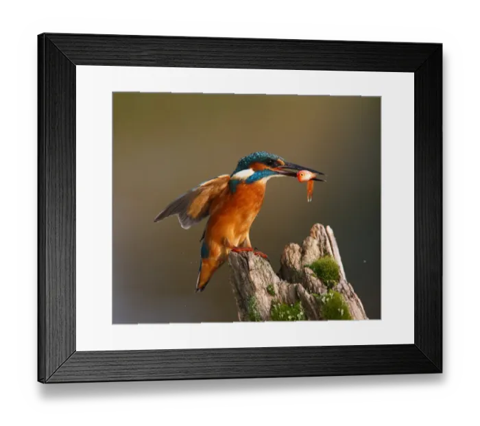 Framed Print : Common Kingfisher (Alcedo atthis) adult, with goldfish in beak, landing on post, Worcestershire, England, october Framed Print : Common Kingfisher (Alcedo atthis) adult, with goldfish in beak, landing on post, Worcestershire, England, october