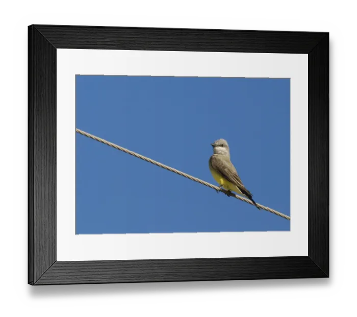 Framed Print : Western Kingbird (Tyrannus verticalis) adult, perched on overhead wire, Salton Sea, California, U. S. A. april Framed Print : Western Kingbird (Tyrannus verticalis) adult, perched on overhead wire, Salton Sea, California, U. S. A. april