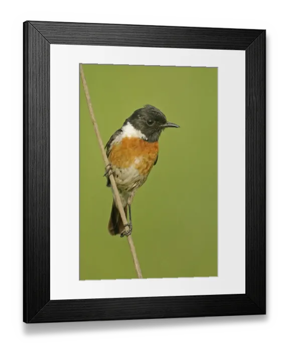 Framed Print : Common Stonechat (Saxicola torquata) adult male, perched on stem, Bulgaria, may Framed Print : Common Stonechat (Saxicola torquata) adult male, perched on stem, Bulgaria, may