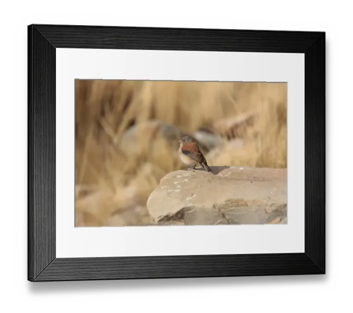 Framed Print : Red-backed Sierra-finch (Phrygilus dorsalis) adult, standing on rock, Santa Victoria Road, Jujuy, Argentina, august Framed Print : Red-backed Sierra-finch (Phrygilus dorsalis) adult, standing on rock, Santa Victoria Road, Jujuy, Argentina, august