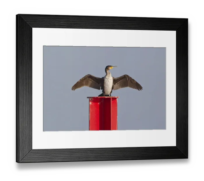 Framed Print : Great Cormorant (Phalacrocorax carbo) immature, drying wings, Horsey, Norfolk, England, november Framed Print : Great Cormorant (Phalacrocorax carbo) immature, drying wings, Horsey, Norfolk, England, november