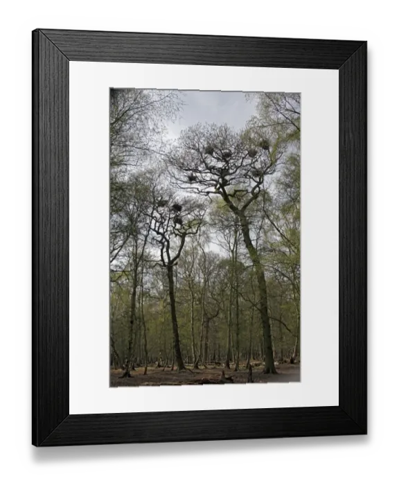 Framed Print : Grey Heron (Ardea cinerea) heronry, nests in mature oak trees in mature woodland, Staffordshire, England, april Framed Print : Grey Heron (Ardea cinerea) heronry, nests in mature oak trees in mature woodland, Staffordshire, England, april