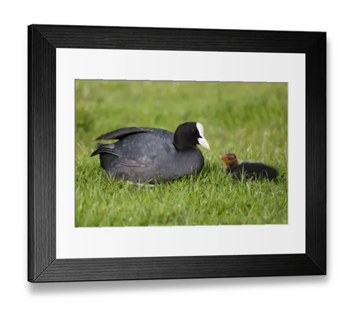 Framed Print : Common Coot (Fulica atra) adult with chick, resting on grass, Elmley Marshes RSPB Reserve, North Kent Marshes, Isle of Sheppey, Kent, England, may Framed Print : Common Coot (Fulica atra) adult with chick, resting on grass, Elmley Marshes RSPB Reserve, North Kent Marshes, Isle of Sheppey, Kent, England, may