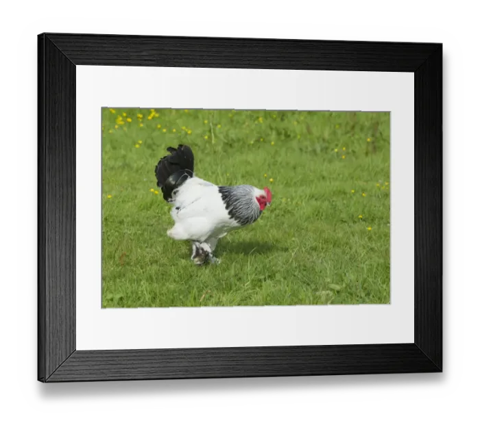 Framed Print : Domestic Chicken, Light Sussex, freerange cockerel, walking on grass, Essex, England, august Framed Print : Domestic Chicken, Light Sussex, freerange cockerel, walking on grass, Essex, England, august