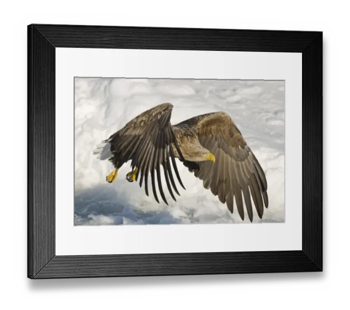 Framed Print : White-tailed Eagle (Haliaeetus albicilla) adult, in flight over sea ice, Nemuro Channel, Hokkaido, Japan, winter Framed Print : White-tailed Eagle (Haliaeetus albicilla) adult, in flight over sea ice, Nemuro Channel, Hokkaido, Japan, winter