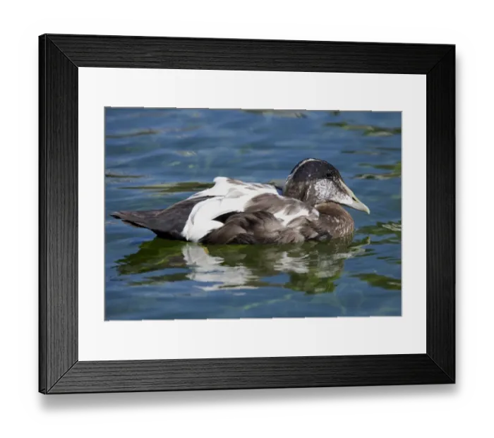 Framed Print : Common Eider (Somateria mollissima mollissima) adult male, in eclipse plumage, swimming, England, september Framed Print : Common Eider (Somateria mollissima mollissima) adult male, in eclipse plumage, swimming, England, september