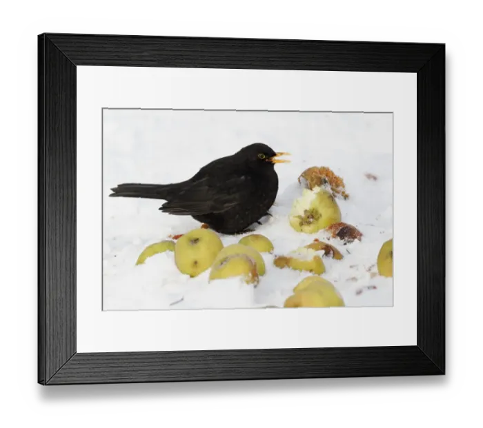 Framed Print : European Blackbird (Turdus merula) adult male, feeding on apples in snow, West Midlands, England, december Framed Print : European Blackbird (Turdus merula) adult male, feeding on apples in snow, West Midlands, England, december
