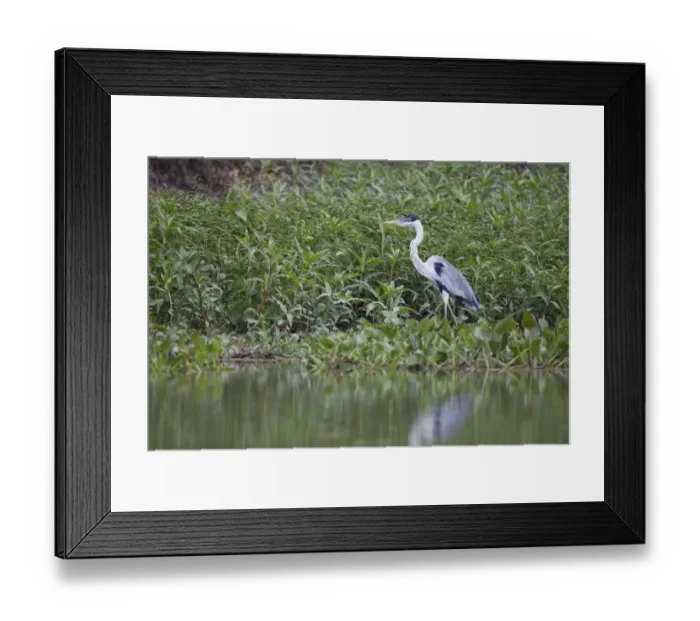 Framed Print : Cocoi Heron (Ardea cocoi) adult, standing on riverbank, Pantanal, Mato Grosso, Brazil Framed Print : Cocoi Heron (Ardea cocoi) adult, standing on riverbank, Pantanal, Mato Grosso, Brazil