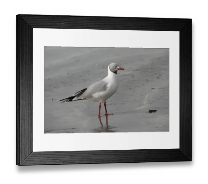 Framed Print : Grey-headed Gull (Larus cirrocephalus) adult, standing on beach, Gambia, january Framed Print : Grey-headed Gull (Larus cirrocephalus) adult, standing on beach, Gambia, january