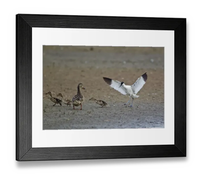Framed Print : Eurasian Avocet (Recurvirostra avocetta) adult, in threat display towards Mallard Duck (Anas platyrhynchos) adult female and ducklings, Minsmere RSPB Reserve, Suffolk, England, june Framed Print : Eurasian Avocet (Recurvirostra avocetta) adult, in threat display towards Mallard Duck (Anas platyrhynchos) adult female and ducklings, Minsmere RSPB Reserve, Suffolk, England, june