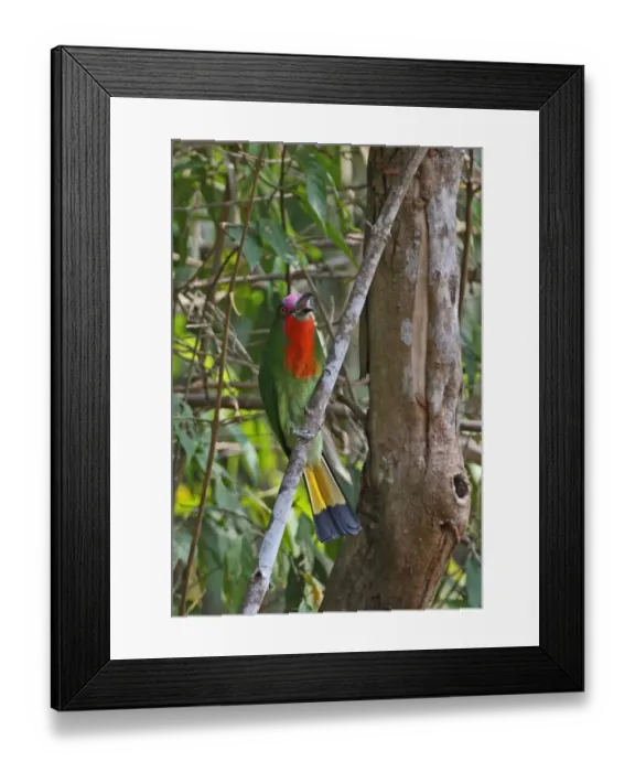Framed Print : Red-bearded Bee-eater (Nyctyornis amictus) adult male, calling, perched on branch, Kaeng Krachan N. P. Thailand, february Framed Print : Red-bearded Bee-eater (Nyctyornis amictus) adult male, calling, perched on branch, Kaeng Krachan N. P. Thailand, february