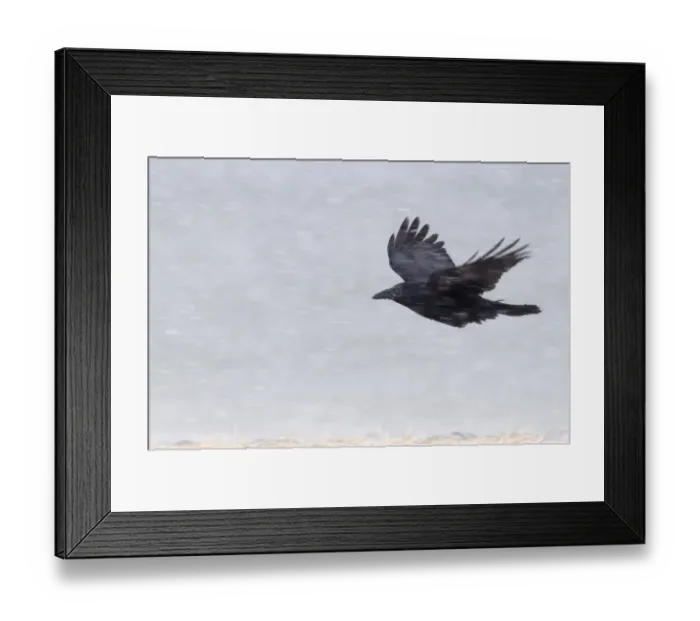 Framed Print : Carrion Crow (Corvus corone) adult, in flight during blizzard, Hokkaido, Japan, winter Framed Print : Carrion Crow (Corvus corone) adult, in flight during blizzard, Hokkaido, Japan, winter