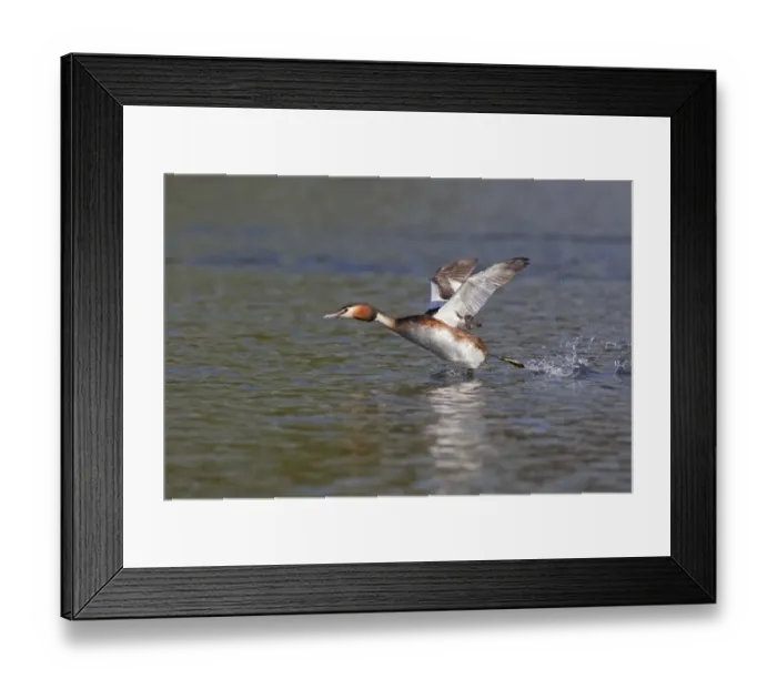 Framed Print : Great Crested Grebe (Podiceps cristatus) adult, taking off from water, River Thames, Henley-on-Thames, Thames Valley, Oxfordshire, England, april Framed Print : Great Crested Grebe (Podiceps cristatus) adult, taking off from water, River Thames, Henley-on-Thames, Thames Valley, Oxfordshire, England, april