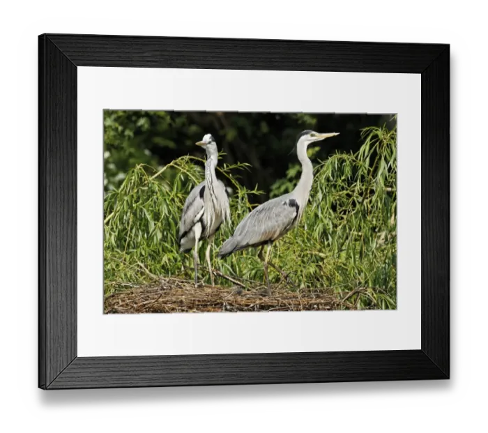 Framed Print : Grey Heron (Ardea cinerea) adult pair with chicks, at nest in tree, Midlands, England, april Framed Print : Grey Heron (Ardea cinerea) adult pair with chicks, at nest in tree, Midlands, England, april