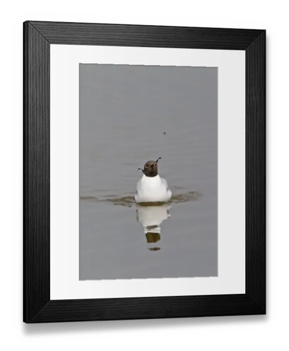 Framed Print : Black-headed Gull (Larus ridibundus) adult, summer plumage, swimming, watching fly in flight, Minsmere RSPB Reserve, Suffolk, England, april Framed Print : Black-headed Gull (Larus ridibundus) adult, summer plumage, swimming, watching fly in flight, Minsmere RSPB Reserve, Suffolk, England, april