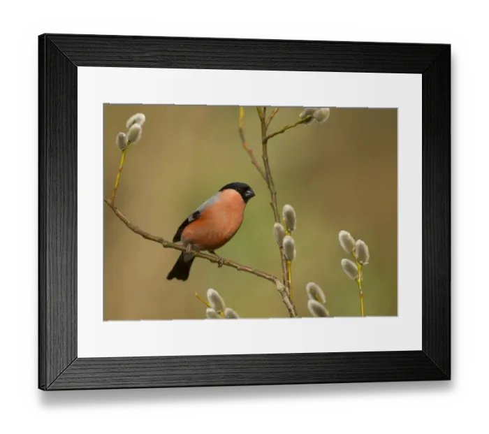 Framed Print : Eurasian Bullfinch (Pyrrhula pyrrhula) adult male, perched on twig with catkins, Sheffield, South Yorkshire, England, april
