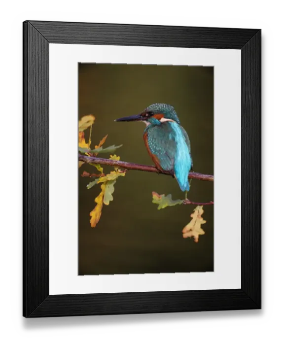 Framed Print : Common Kingfisher (Alcedo atthis) adult, perched on oak twig with autumn coloured leaves, Worcestershire, England, october Framed Print : Common Kingfisher (Alcedo atthis) adult, perched on oak twig with autumn coloured leaves, Worcestershire, England, october