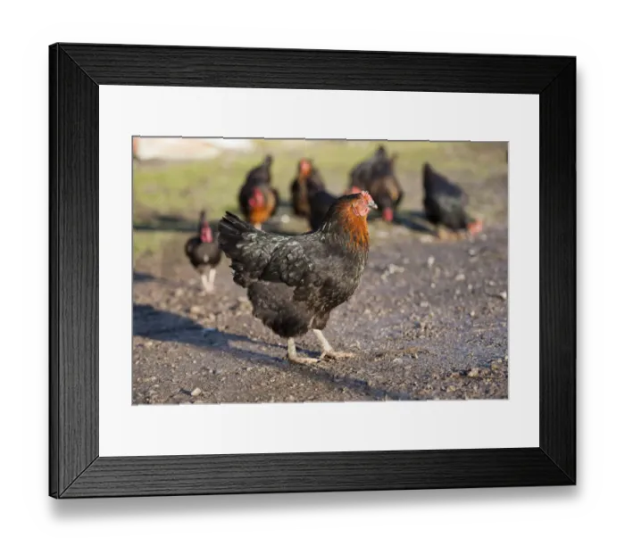Framed Print : Domestic Chicken, Black Rock hen, standing in farmyard, Chipping, Lancashire, England, november