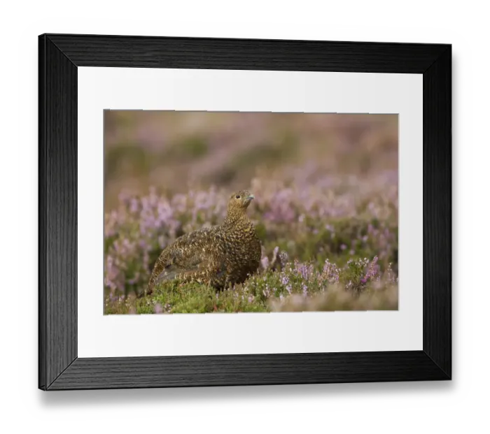 Framed Print : Red Grouse (Lagopus lagopus scoticus) adult female, standing amongst flowering heather on moorland, Peak District, Derbyshire, England, september Framed Print : Red Grouse (Lagopus lagopus scoticus) adult female, standing amongst flowering heather on moorland, Peak District, Derbyshire, England, september