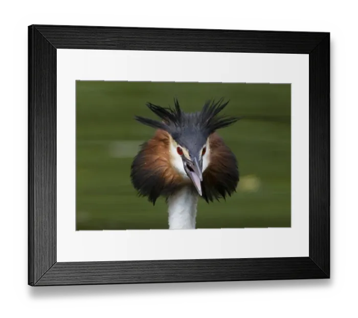Framed Print : Great Crested Grebe (Podiceps cristatus) adult, close-up of head, with beak open and feathers erect in threat display, River Thames, England, may Framed Print : Great Crested Grebe (Podiceps cristatus) adult, close-up of head, with beak open and feathers erect in threat display, River Thames, England, may