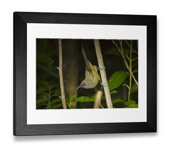 Framed Print : New Zealand Bellbird (Anthornis melanura) adult, clinging to branch, New Zealand, november